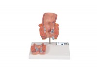 model przewodu pokarmowego - 1019556 3b scientific modele anatomiczne 8